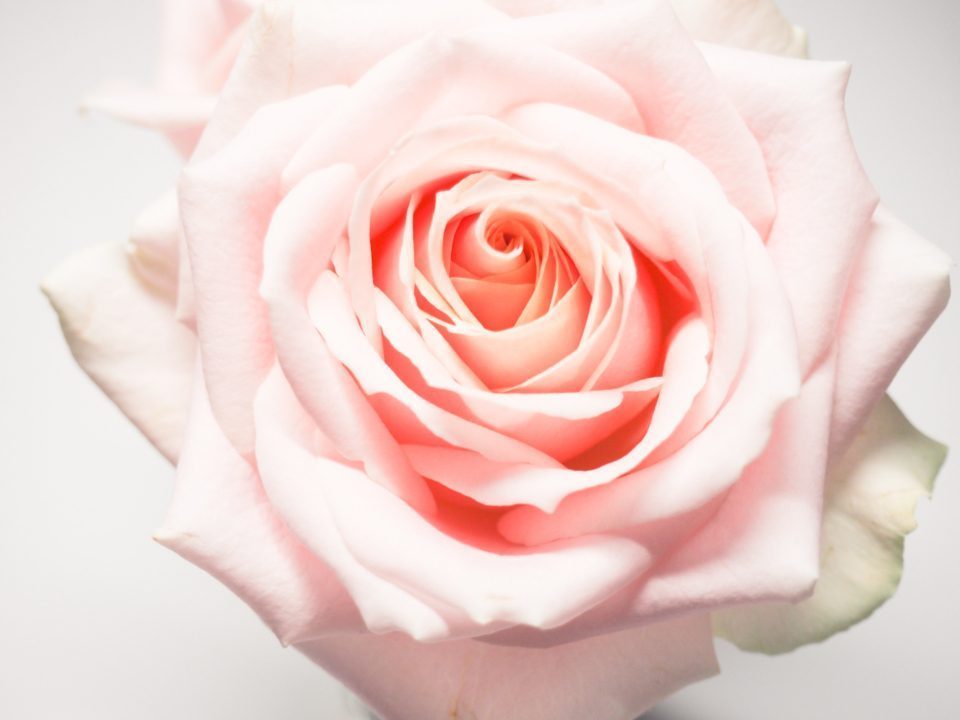 Macro d'une rose poudrée, détail d'une composition de l'Atelier Camélia